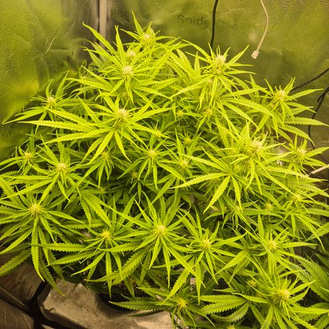 Amnesia Haze #1 growlog timeline photo