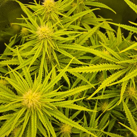 Amnesia Haze #1 growlog timeline photo