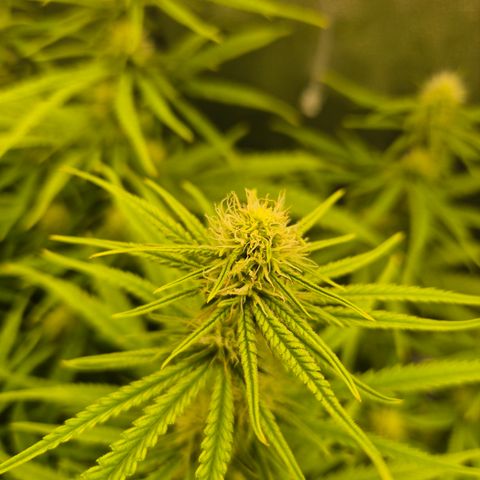 Amnesia Haze #1 growlog timeline photo
