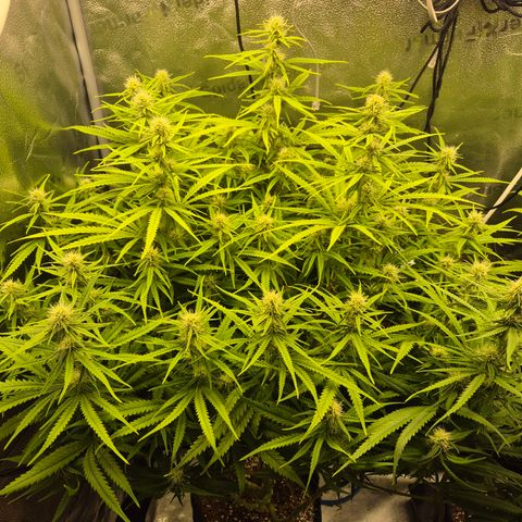 Amnesia Haze #1 growlog timeline photo