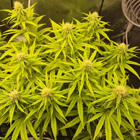 Amnesia Haze #5 growlog timeline photo