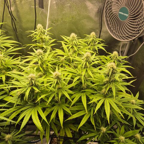 Amnesia Haze #5 growlog timeline photo