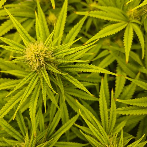 Amnesia Haze #5 growlog timeline photo