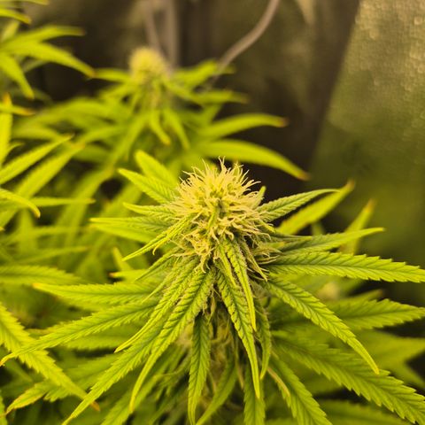 Amnesia Haze #5 growlog timeline photo