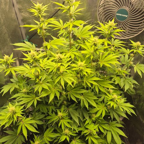 Mimosa #3 growlog timeline photo