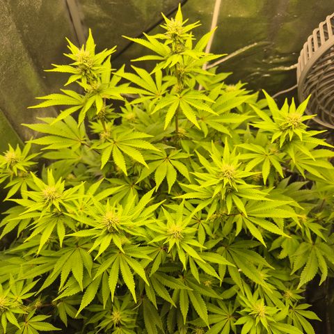 Mimosa #3 growlog timeline photo