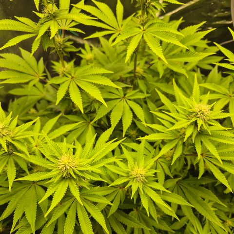 Mimosa #3 growlog timeline photo