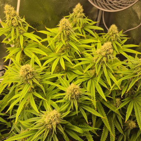 Amnesia Haze #5 growlog timeline photo