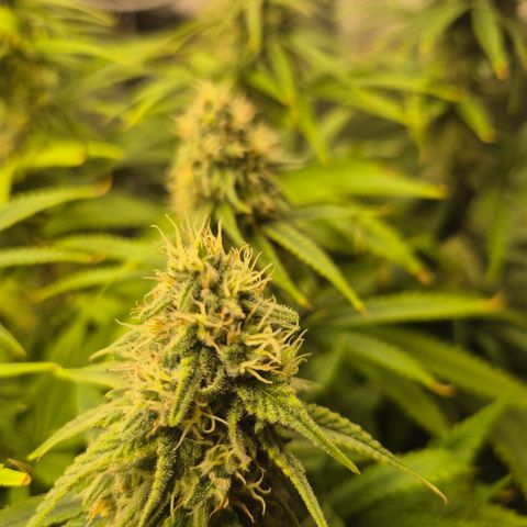 Amnesia Haze #5 growlog timeline photo
