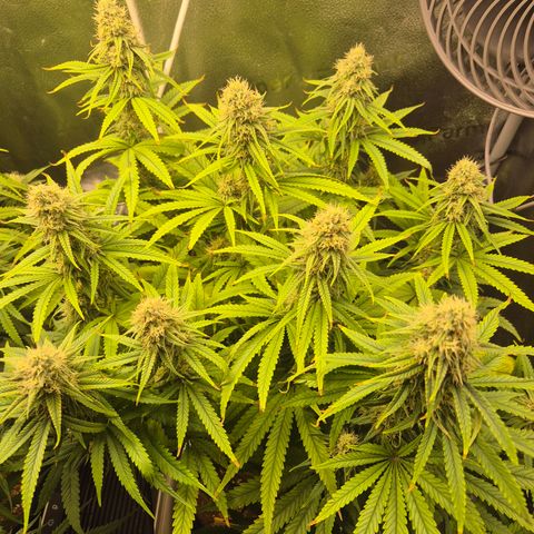 Amnesia Haze #5 growlog timeline photo