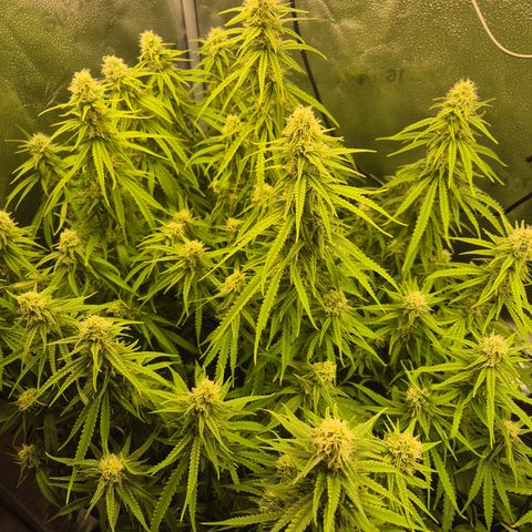 Amnesia Haze #1 growlog timeline photo