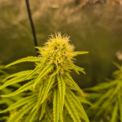 Amnesia Haze #1 growlog timeline photo