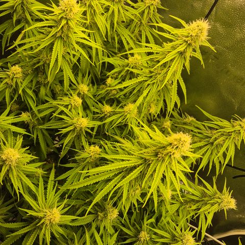 Amnesia Haze #1 growlog timeline photo
