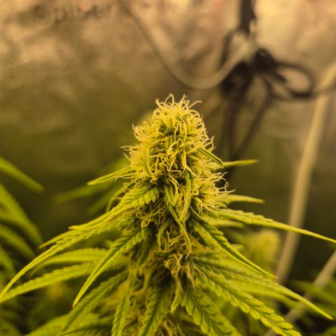 Amnesia Haze #1 growlog timeline photo