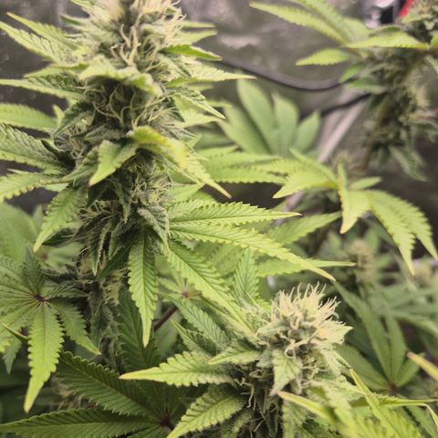 Mimosa #3 growlog timeline photo