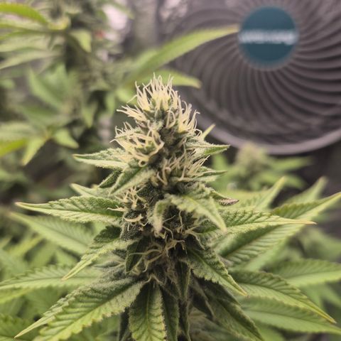 Mimosa #3 growlog timeline photo