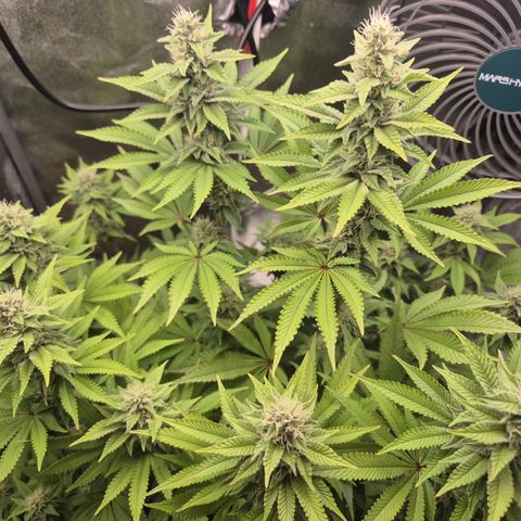 Mimosa #3 growlog timeline photo