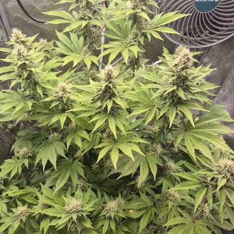 Mimosa #3 growlog timeline photo
