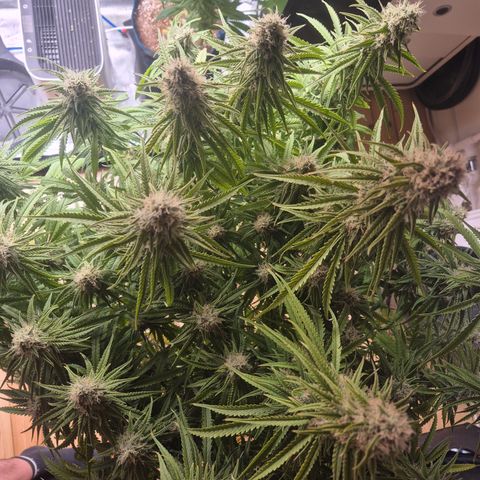 Amnesia Haze #1 growlog timeline photo