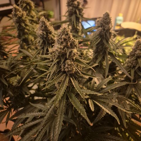 Amnesia Haze #5 growlog timeline photo