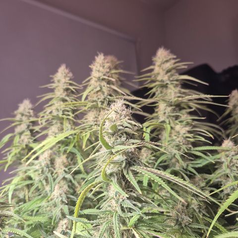 Amnesia Haze #1 growlog timeline photo