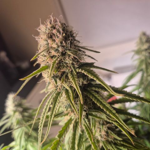 Amnesia Haze #1 growlog timeline photo