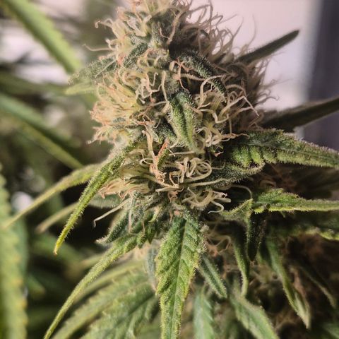 Amnesia Haze #1 growlog timeline photo