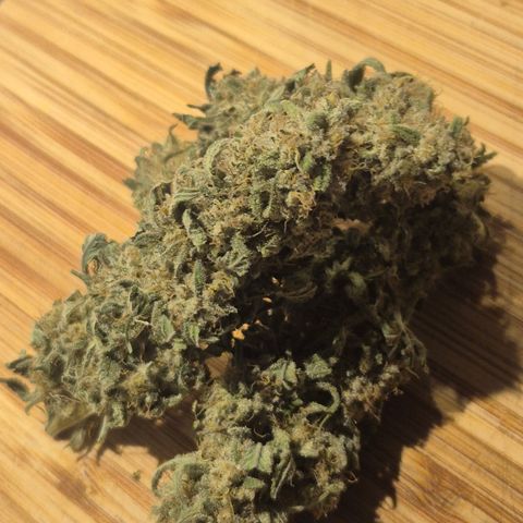 Amnesia Haze #5 growlog timeline photo