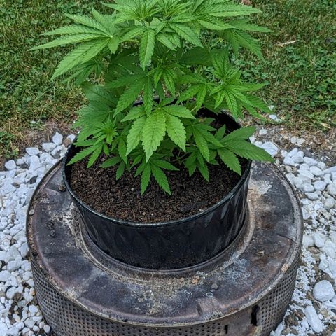 White Widow growlog timeline photo