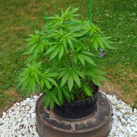 White Widow growlog timeline photo
