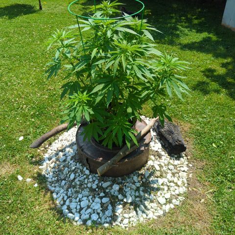 White Widow growlog timeline photo