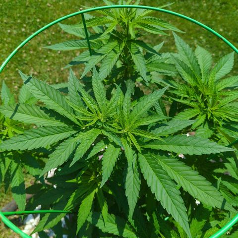 White Widow growlog timeline photo