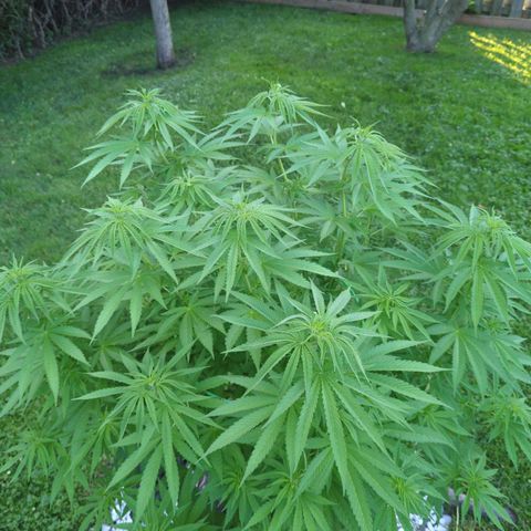 White Widow growlog timeline photo