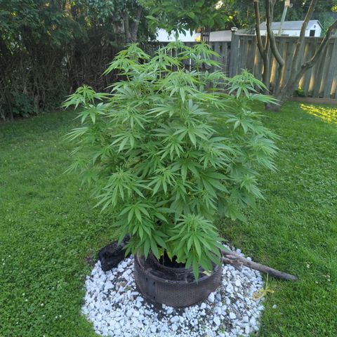White Widow growlog timeline photo