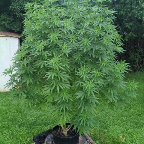 White Widow growlog timeline photo
