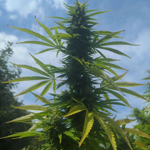 White Widow growlog timeline photo