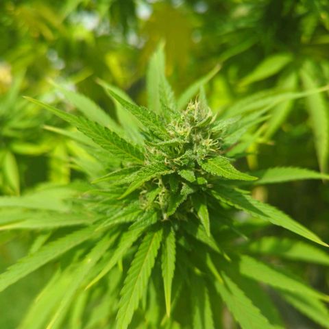 White Widow growlog timeline photo