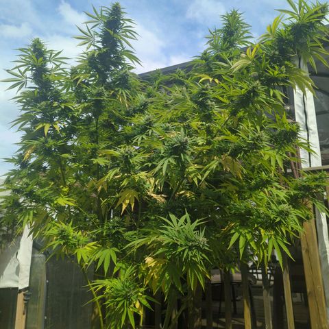 White Widow growlog timeline photo