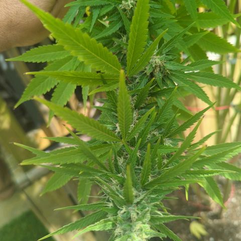 White Widow growlog photo: almost harvest time