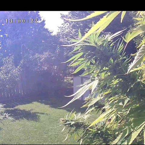 White Widow growlog photo: Colas fattening and flush beggining