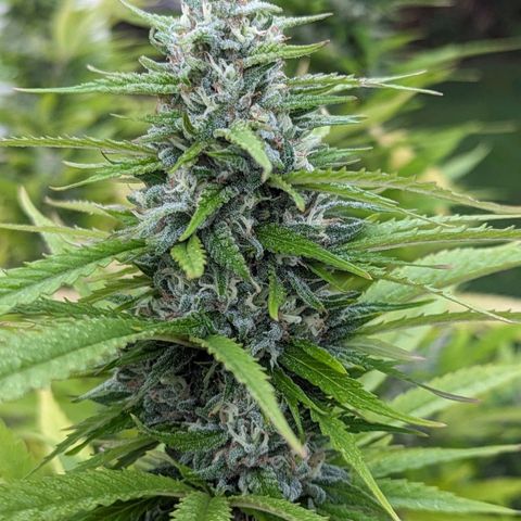 White Widow growlog timeline photo