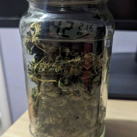 White Widow growlog timeline photo