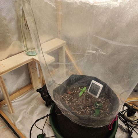 Rosy growlog timeline photo