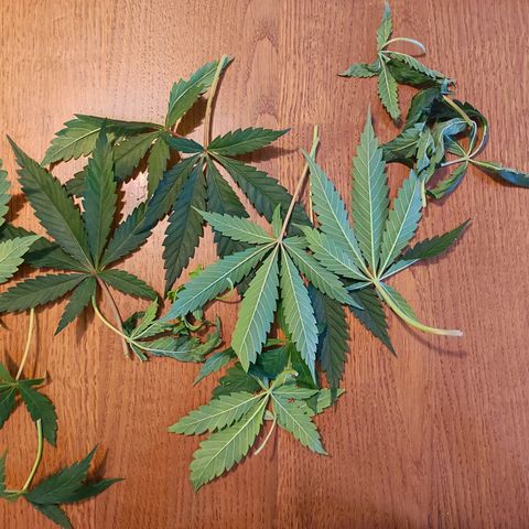 Rosy growlog timeline photo