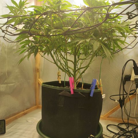 Rosy growlog photo: Lollipopping 