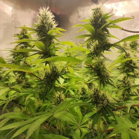 Rosy growlog timeline photo