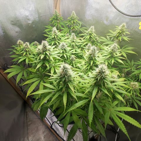 Rosy growlog timeline photo