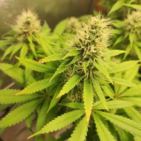 Rosy growlog timeline photo