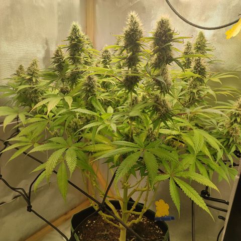 Rosy growlog timeline photo