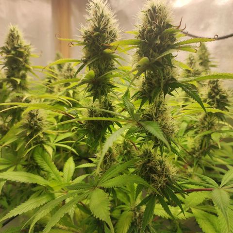 Rosy growlog timeline photo
